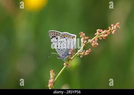 Attēlu rezultāti vaicājumam “Lycaena tityrus male”