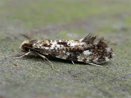 Attēlu rezultāti vaicājumam “Nemapogon cloacella”