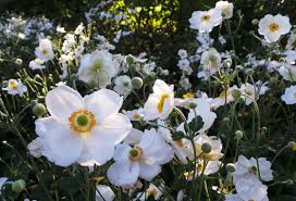 Image result for Anemonenarten