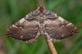 Attēlu rezultāti vaicājumam “Earophila badiata”