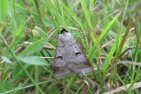 Attēlu rezultāti vaicājumam “Lygephila pastinum”