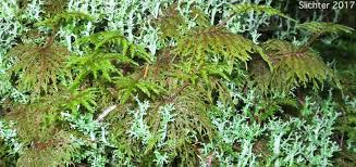 Attēlu rezultāti vaicājumam “Hylocomium splendens”