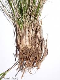 Attēlu rezultāti vaicājumam “Nardus stricta fruit”