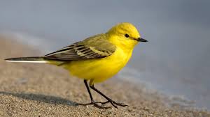 Attēlu rezultāti vaicājumam “Motacilla flava flava adult”