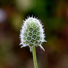 Image result for Scabiosa canescens