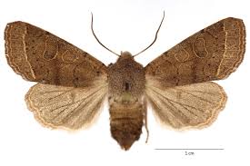 Attēlu rezultāti vaicājumam “Orthosia cerasi”