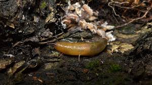 Attēlu rezultāti vaicājumam “Malacolimax tenellus”