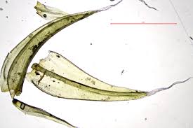 Attēlu rezultāti vaicājumam “Orthotrichum affine var. affine”
