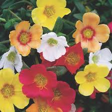 Attēlu rezultāti vaicājumam “Portulaca oleracea flower”