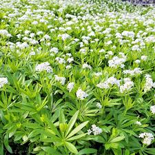 Image result for Galium odoratum