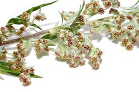 Attēlu rezultāti vaicājumam “Artemisia vulgaris bud”