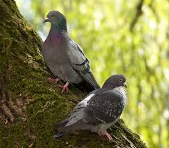 Attēlu rezultāti vaicājumam “Columba livia f. domestica”