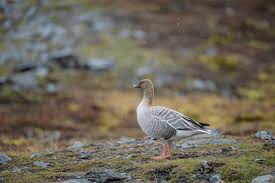 Attēlu rezultāti vaicājumam “Anser brachyrhynchus”