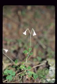 Attēlu rezultāti vaicājumam “Linnaea borealis”