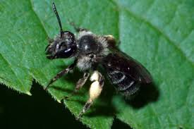 Attēlu rezultāti vaicājumam “Andrena”