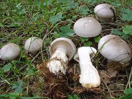 Attēlu rezultāti vaicājumam “Lepista sp.”