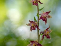 Attēlu rezultāti vaicājumam “Epipactis atrorubens flower”