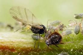 Attēlu rezultāti vaicājumam “Aphis farinosa”