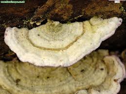 Attēlu rezultāti vaicājumam “Trichaptum abietinum”