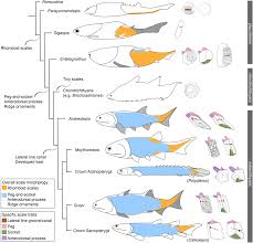 Attēlu rezultāti vaicājumam “Placodermi”