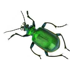 Attēlu rezultāti vaicājumam “Carabidae”