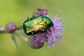 Attēlu rezultāti vaicājumam “Cetonia aurata imago”