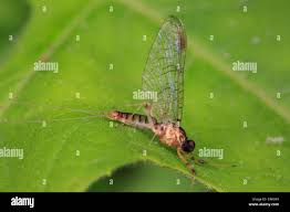 Attēlu rezultāti vaicājumam “Ephemeroptera imago”