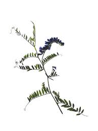 Attēlu rezultāti vaicājumam “Vicia cracca bud”