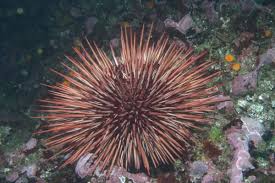 Image result for Mesocentrotus franciscanus