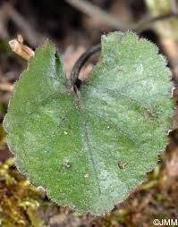 Attēlu rezultāti vaicājumam “Viola collina”