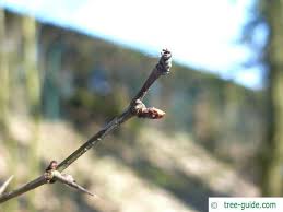 Attēlu rezultāti vaicājumam “Crataegus laevigata bud”