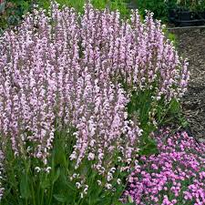 Image result for Salvia pratensis