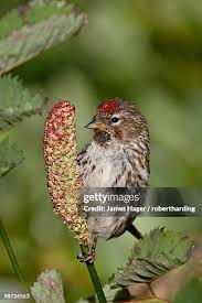 Attēlu rezultāti vaicājumam “Carduelis flammea female”