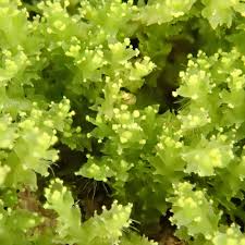 Attēlu rezultāti vaicājumam “Lophozia incisa”