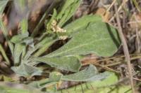 Attēlu rezultāti vaicājumam “Silene wolgensis”