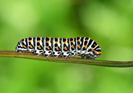 Attēlu rezultāti vaicājumam “Papilio machaon larva”