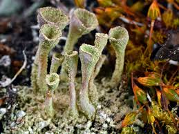 Attēlu rezultāti vaicājumam “Cladonia”