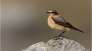 Attēlu rezultāti vaicājumam “Oenanthe oenanthe female”
