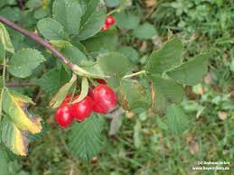 Attēlu rezultāti vaicājumam “Rosa subcanina”