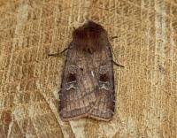 Attēlu rezultāti vaicājumam “Diarsia florida”