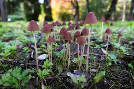 Attēlu rezultāti vaicājumam “Psathyrella pygmaea”