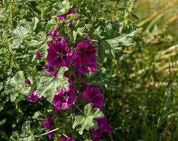 Image result for Malva sylvestris var. mauritiana