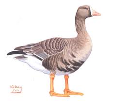 Attēlu rezultāti vaicājumam “Anser albifrons adult”