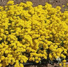 Image result for Alyssum saxatile