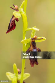 Attēlu rezultāti vaicājumam “Ophrys insectifera leaf”