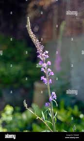 Attēlu rezultāti vaicājumam “Linaria loeselii leaf”