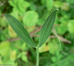 Attēlu rezultāti vaicājumam “Lathyrus pratensis fruit”