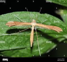 Attēlu rezultāti vaicājumam “Stenoptilia pterodactyla”