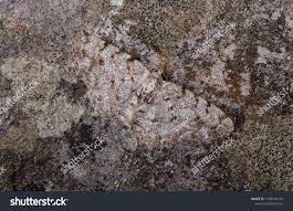 Attēlu rezultāti vaicājumam “Aethalura punctulata”