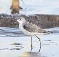 Attēlu rezultāti vaicājumam “Tringa stagnatilis adult”